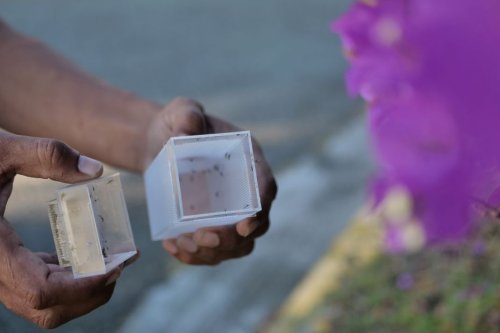 La bactérie Wolbachia continue son combat contre la dengue en Nouvelle-Calédonie