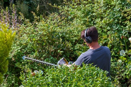 Printemps : est-il complètement interdit de tailler sa haie après le 16 mars et jusqu'à la mi-août ?
