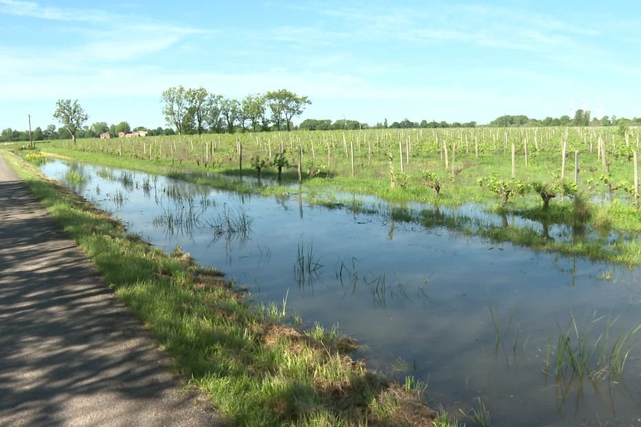 « Le vignoble est perdu » : les élus décident d’arrêter l’entretien des digues, 800 hectares de terre menacés par des inondations « en permanence »