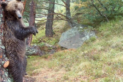 VIDÉO. Un photographe animalier condamné pour avoir filmé des ours sans autorisation dans les Pyrénées-Atlantiques