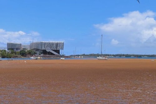 IMAGES RARES. La Darse de Pointe-à-Pitre envahie par les sargasses