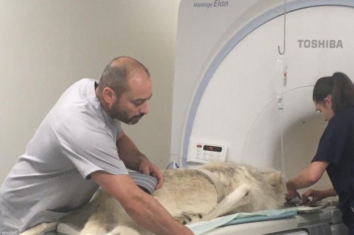 Strasbourg : une clinique vétérinaire fait passer des IRM pour animaux, ce qui permet de meilleurs diagnostics