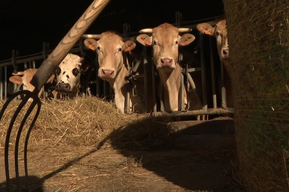 « On pense à ça jour et nuit » : pour 16 vaches malades, ils doivent abattre 1 000 bêtes, un crève-cœur pour ces éleveurs