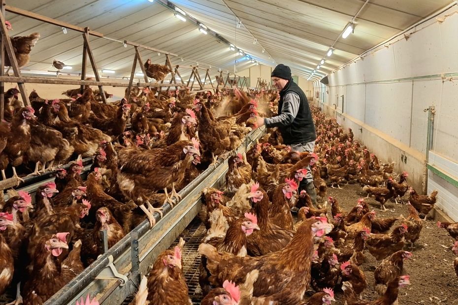 Pour sauver ses poules pondeuses de l’abattoir, un éleveur choisit de les vendre aux particuliers