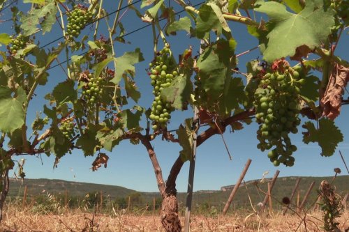 Intempéries : des viticulteurs du Pic Saint-Loup touchés par la grêle ont perdu 50% de leur prochaine récolte