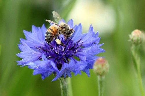 Journées de l'abeille : le vieillissement prématuré des reines interroge
