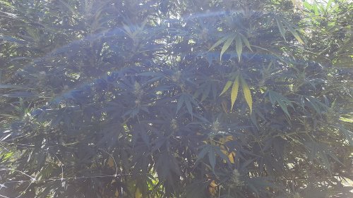 Hérault : une élue placée en garde à vue après le découverte de plants de cannabis chez elle