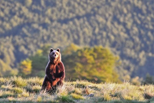 VIDÉO. Des oursons grimpeurs observés dans les Pyrénées, au moins 5 nouvelles portées en 2022