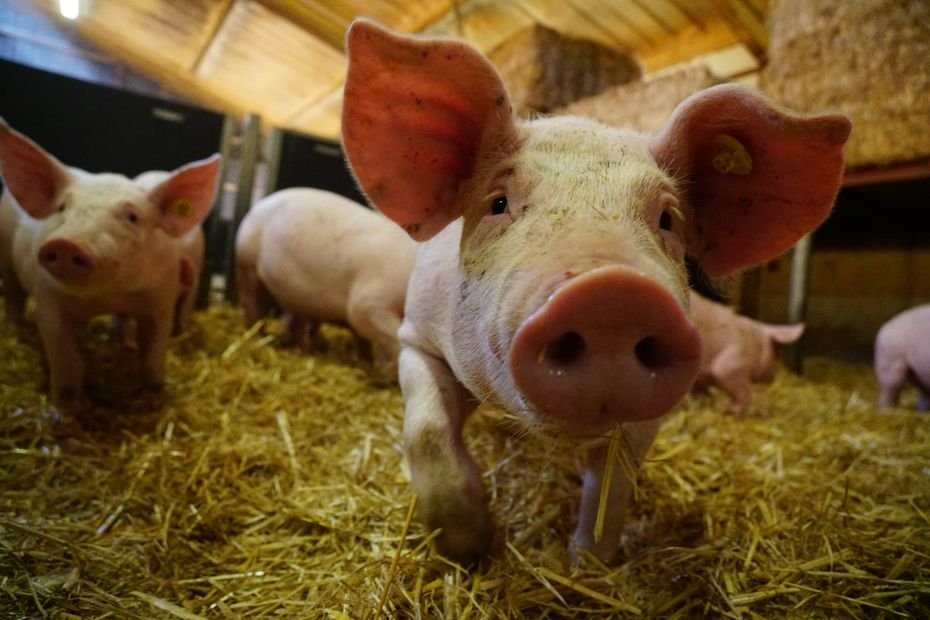 « Ce sont des cochons heureux » : connaissez-vous le porc capelin, une race d’exception élevée dans le Cantal ?