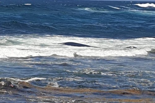 Saint-François : une baleine échouée à l'Anse à l'Eau