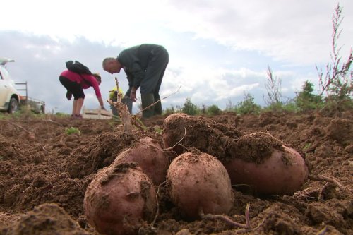 Ramasser soi-même des pommes de terre, le bon plan anti-inflation de ce producteur : "j'avais envie de reprendre le contact avec les gens"