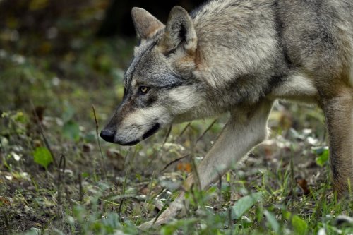 Colère des agriculteurs. L'État simplifie des règles de tirs sur les loups : les éleveurs restent "prudents", la LPO dénonce "un danger pour la biodiversité"