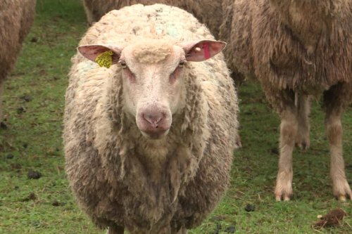REPLAY. Attaques de loups en Haute-Marne: exaspérés, les éleveurs de moutons dénoncent l'inaction de l'Etat