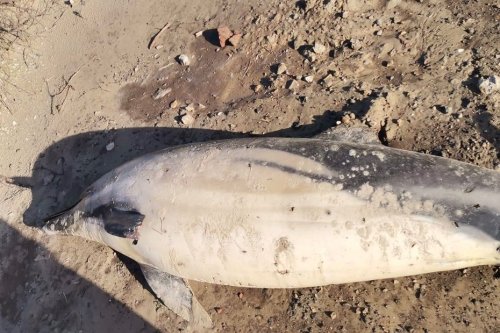 Un dauphin retrouvé mort sur une plage de Neufchâtel-Hardelot