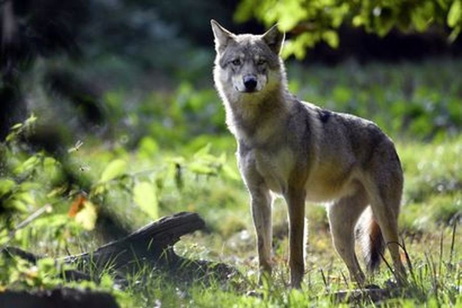 La détresse psychologique des éleveurs face aux attaques du loup : « qu’on arrête l’hypocrisie »