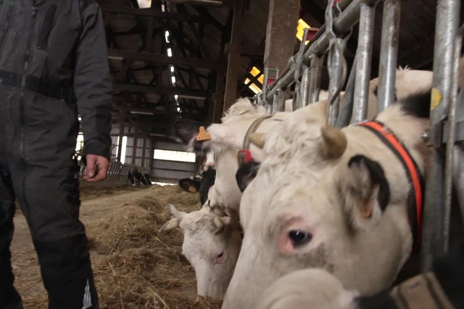 Salon de l’agriculture 2025 : les colliers connectés dans les élevages, comment ça marche ?