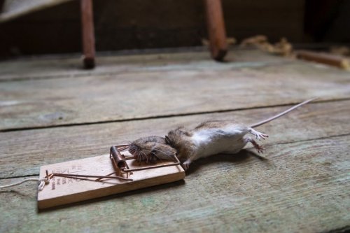 "Je n'ai pas ouvert mes fenêtres depuis un mois, ça sent le renfermé" : une locataire piégée par les rats