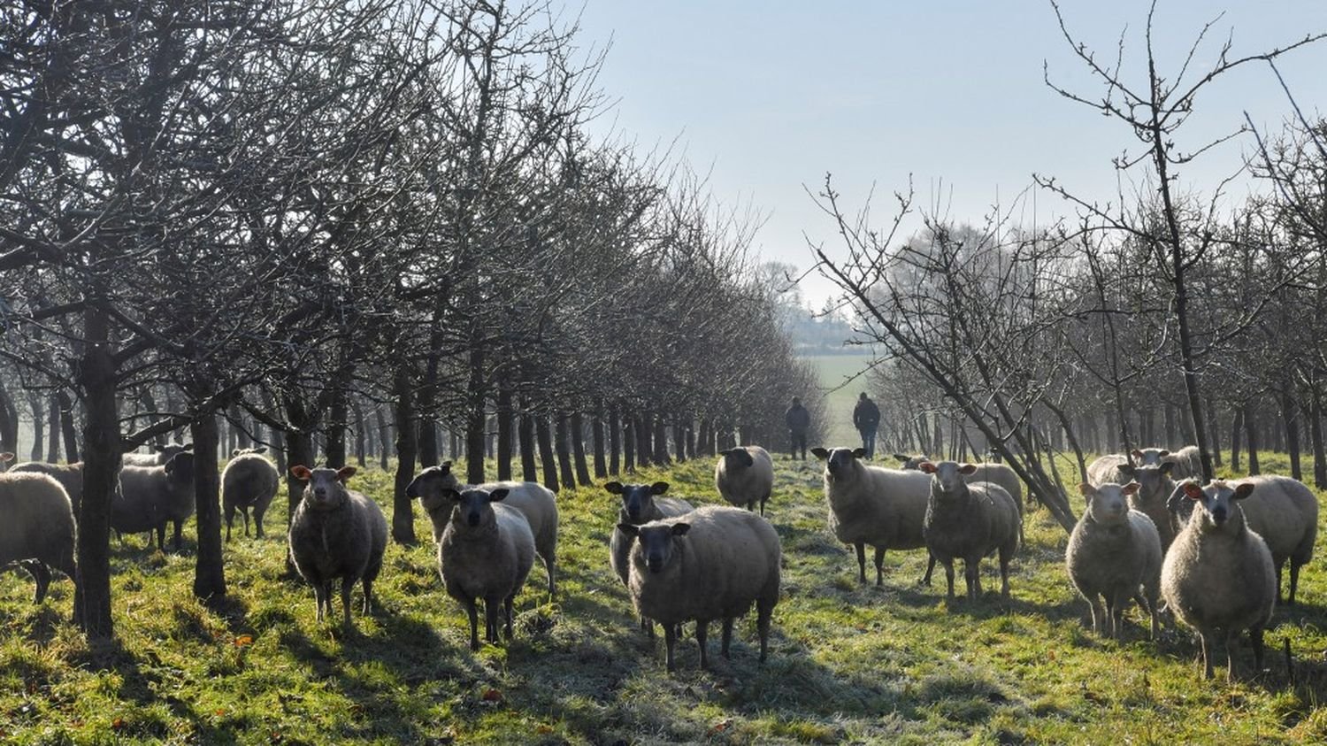 Loi d’orientation agricole : quatre questions après la censure de plusieurs articles par le Conseil constitutionnel