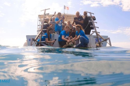 Polaris, la tortue caouanne capturée par erreur, retrouve la mer et la liberté en Méditerranée