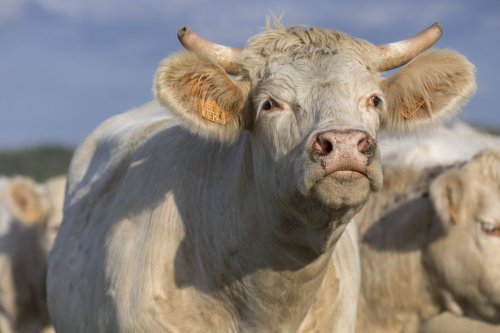 "C'est un animal maltraité sur lequel on s'acharne" : Marguerite, une vache d'un refuge pour animaux blessée par balle