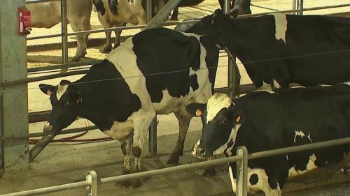 Sécheresse : les ventes de bêtes augmentent au marché aux bestiaux du Cateau-Cambrésis