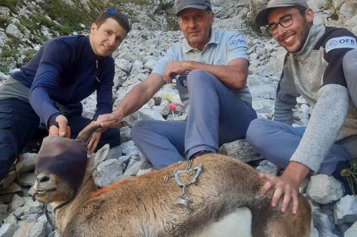 Bouquetin aux crampons de randonnée coincés dans la bouche : l'animal a été sauvé et soigné