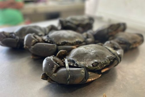 Crabes de palétuviers : interdiction de la pêche et de la vente à partir de ce soir minuit