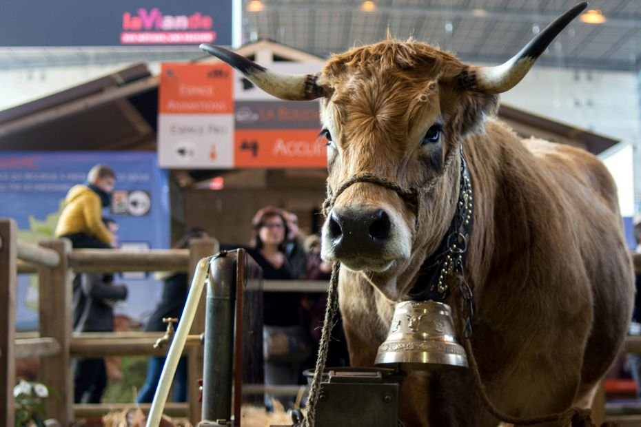 Salon International de l’Agriculture 2025 : horaires, tarifs, animations, tout savoir pour en profiter