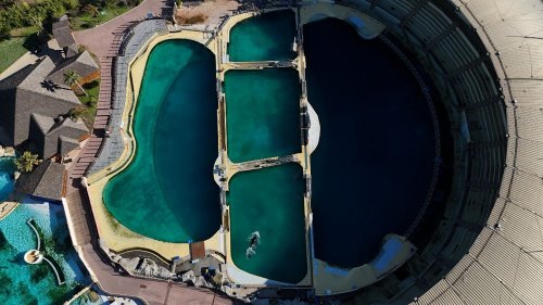 Les orques de Marineland ne peuvent pas partir en Espagne et doivent rester à Antibes pour l'instant, tranche le gouvernement
