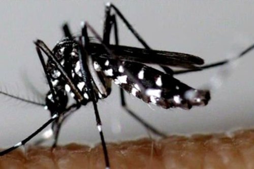 Un premier cas autochtone de dengue détecté en Corse