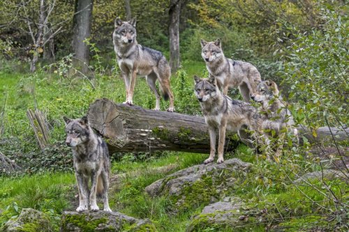 Le loup s'installe en Occitanie, des naissances recensées en 2022
