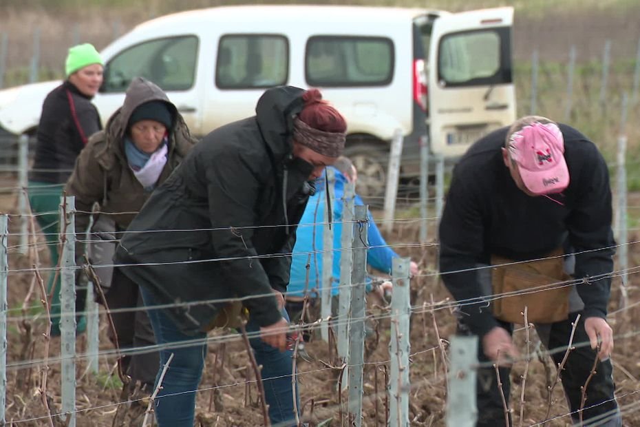 On appelle ça une « corvée » : ces viticulteurs travaillent sur les terres d’un collègue malade, « avec envie et solidarité »