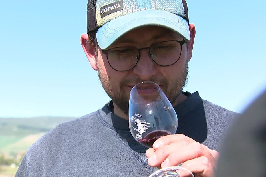 Fruité et faible en alcool, le Gamay, ce cépage du Beaujolais qui séduit de plus en plus : « les gens le redécouvrent »