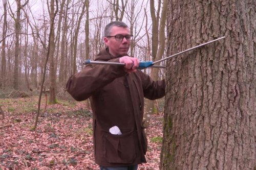 "On crée de la richesse." Sébastien a investi ses économies dans une forêt, voici comment il gère ses bois