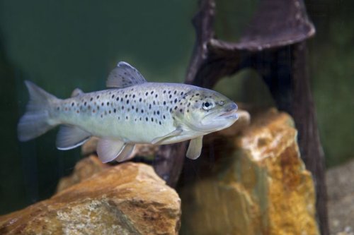 Comment des chercheurs ont prouvé que des truites vivent depuis treize siècles dans les lacs de montagne des Pyrénées