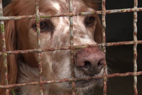 La SPA saturée, les abandons de chiens en hausse de 40,5% dans les refuges des Hauts-de-France