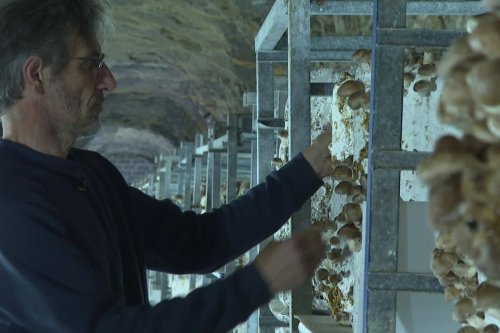 Des champignons cultivés dans des sites abandonnés de l'Ain