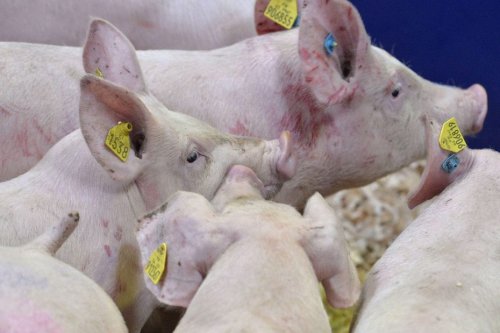 Peste porcine : en Franche-Comté, les agriculteurs très inquiets après la découverte d’un foyer aux portes du territoire