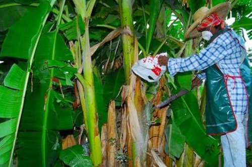L’État condamné à indemniser deux ouvrières agricoles exposées au chlordécone en Martinique
