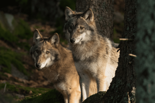 Attaques du loup en Limousin : une association expérimente les surveillances nocturnes