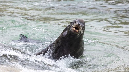 Des otaries "possédées" s’en prennent aux humains en Californie