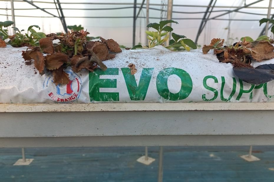 « Quelqu’un qui en veut à l’agriculture » : 9500 plants de fraises détruits, deux maraîchers écœurés, ils soupçonnent un sabotage