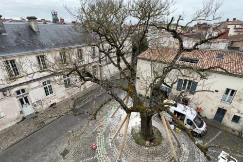 Le plus célèbre arbre de La Rochelle sauvé de l'abattage, lieu de rencontre pour les habitants : "Il fait partie de nous"