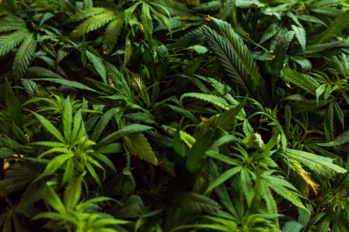 375 plants de cannabis saisis à Moorea