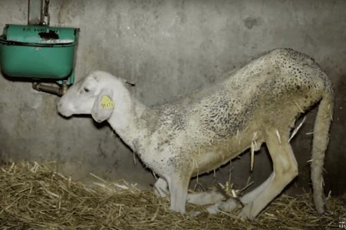 Maltraitance animale : 3 employés d'un abattoir de l'Aveyron devant la justice après une vidéo de L214