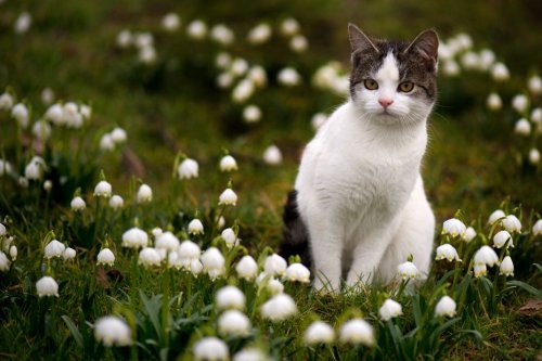 1er mai : "Une clochette suffit à tuer un chat", un vétérinaire alerte sur le muguet hautement toxique pour les animaux