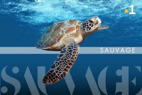 SÉRIE. La vie sauvage en Polynésie : les tortues de Tetiaroa