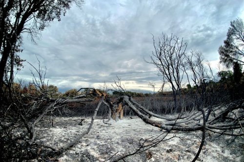 Sécheresse dans le Var : neuf massifs placés en risque feux de forêts “sévère” ou “modéré”
