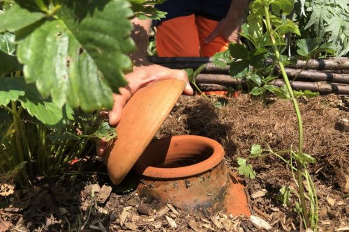 Sécheresse. Comment les ollas, ces jarres d'irrigation, peuvent sauver votre jardin en économisant de l'eau