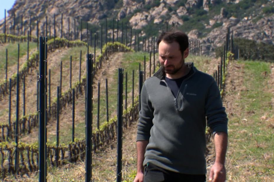 « Ils croient sincèrement en la singularité de nos produits ». Les viticulteurs corses qui exportent aux Etats-Unis restent confiants malgré la hausse des taxes